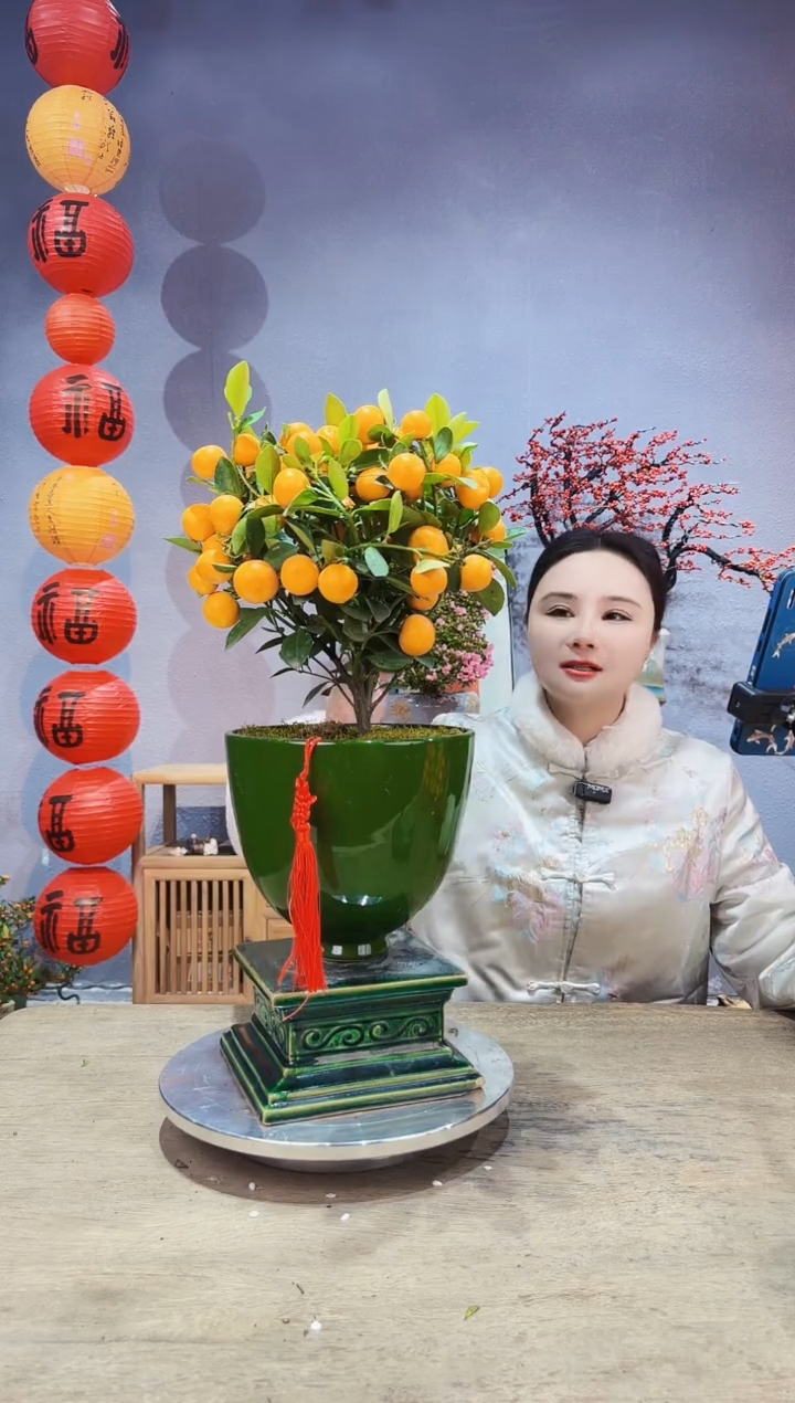 【闪购商品】盆景年桔