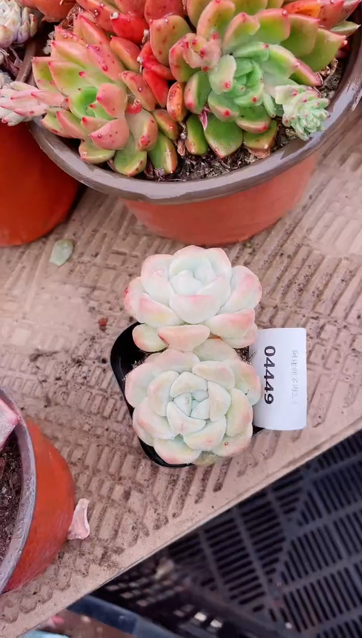 【闪购商品】04449