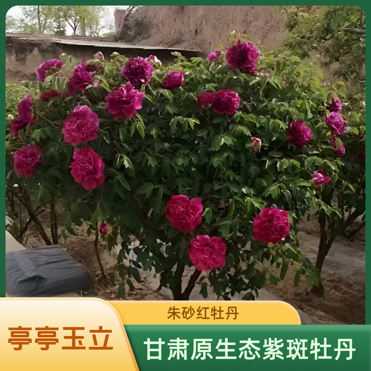 朱砂红紫斑牡丹绿植高度1.7冠幅1.6米 粗7.5公分