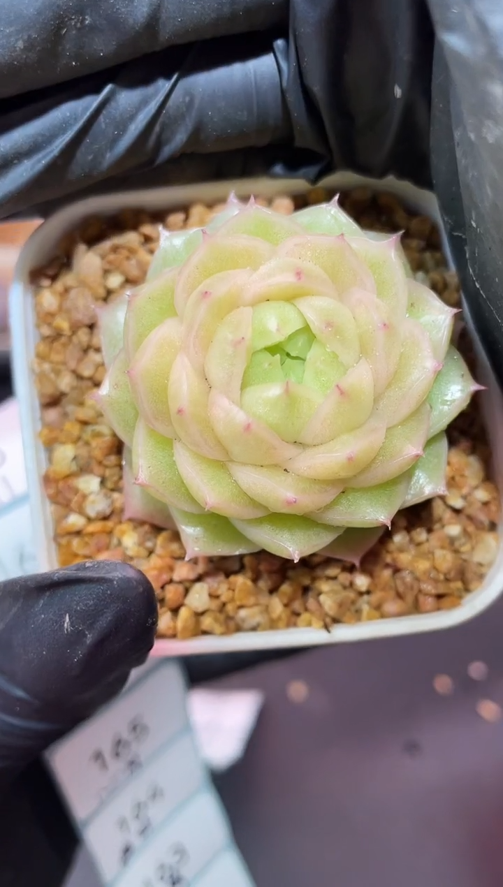 闪购161 麦秆多肉一颗