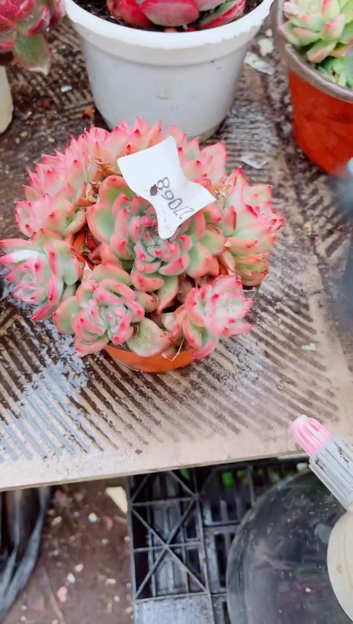 ?****?跃跃精品多肉27068