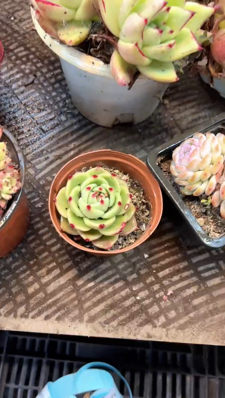 用****5多肉植物一物一拍21486