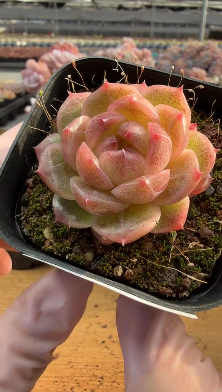 东云多肉园三店-47