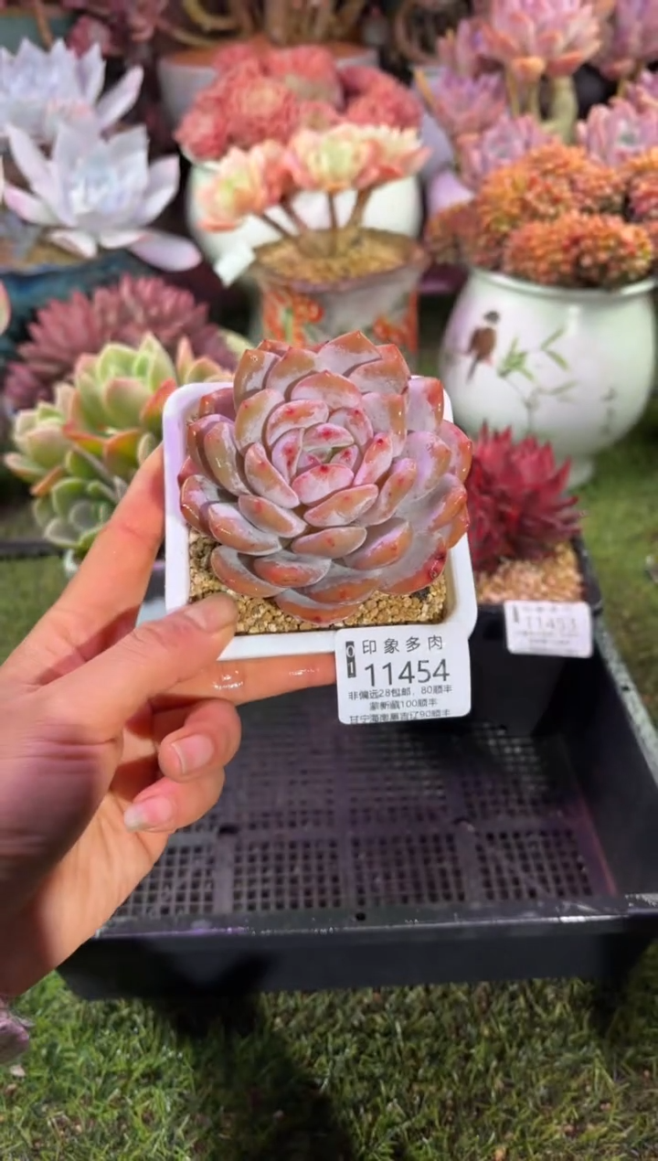 【闪购商品】11454