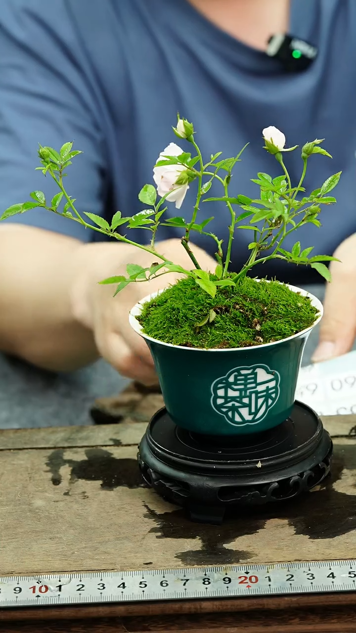 无花朵苔藓微景观656号