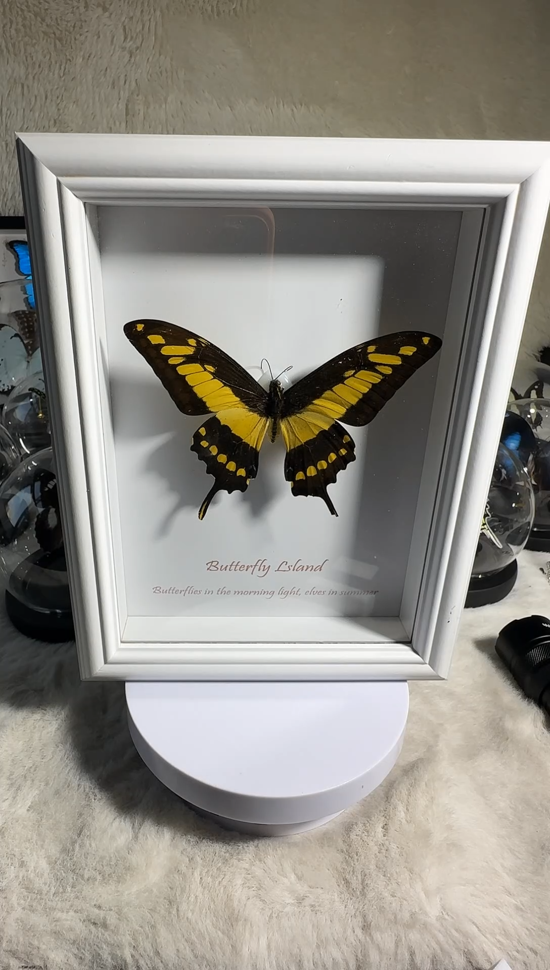 八寸敏芷凤蝶真实蝴蝶