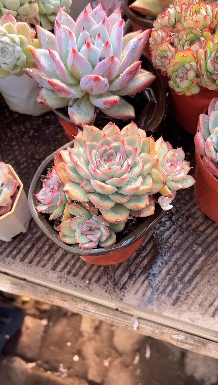 黄*笑多肉植物一物一拍07214