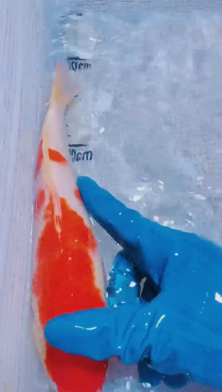 锦鲤血统锦鲤全场包邮157