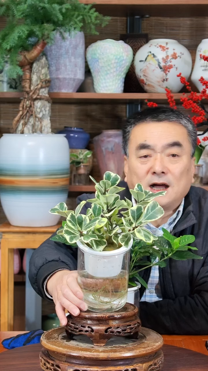 无花朵水之韵水培奶油爱心榕