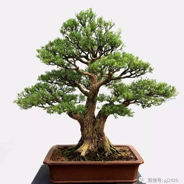 连体过桥丛林矮霸黄杨