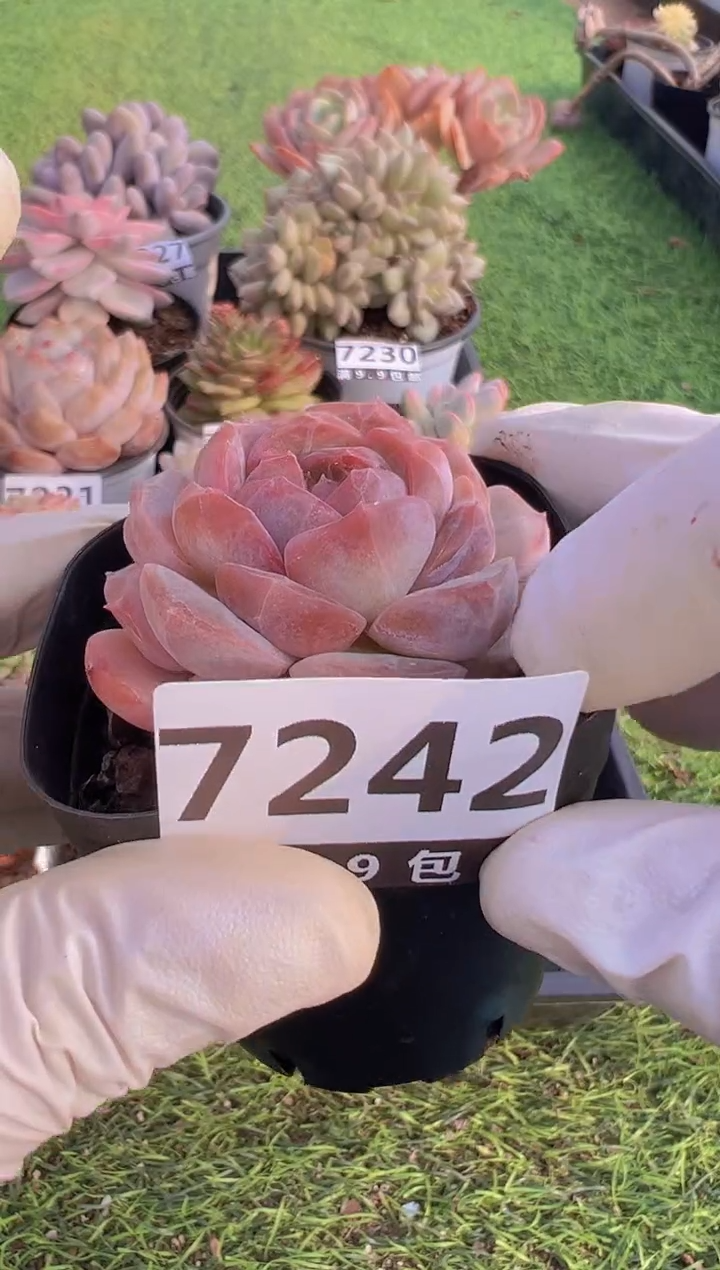 【闪购商品】信福多肉一物一拍