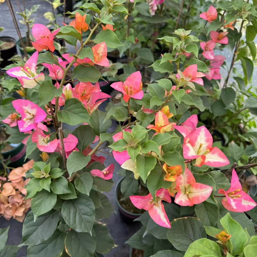 {三星} 原生盆苗 爬藤飘枝垂吊