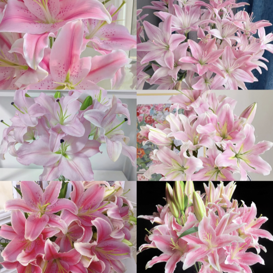 【一单包邮】粉色系列香水百合  家庭插花云南基地直发