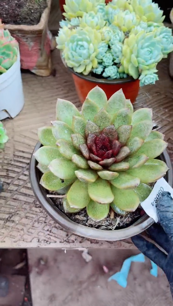 天***Z08084多肉植物一物一拍