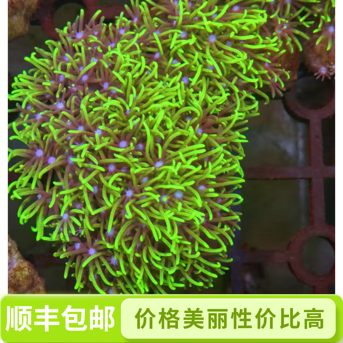 澳洲荧光绿草皮长须海缸海水观赏新手易养草皮珊瑚海缸造景视频