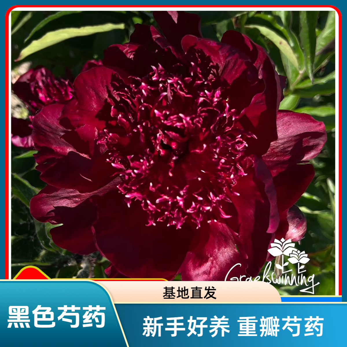 【黑巧克力】芍药花苗，耐寒耐旱。送肥料