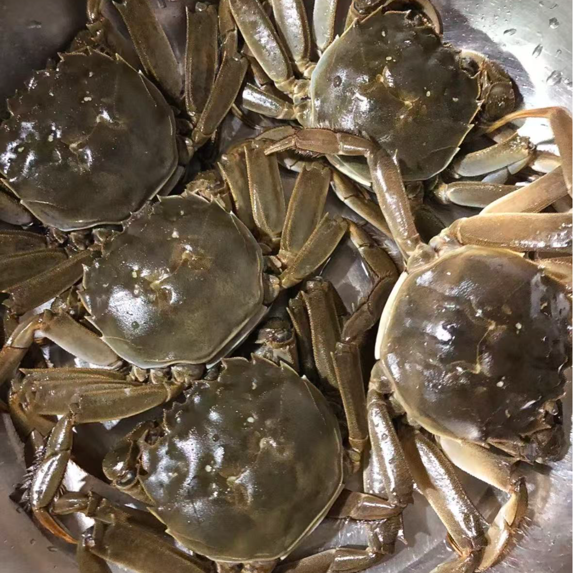 【活蟹】鲜活江苏兴化大闸蟹/母蟹/（2两左右）/8只装/800g