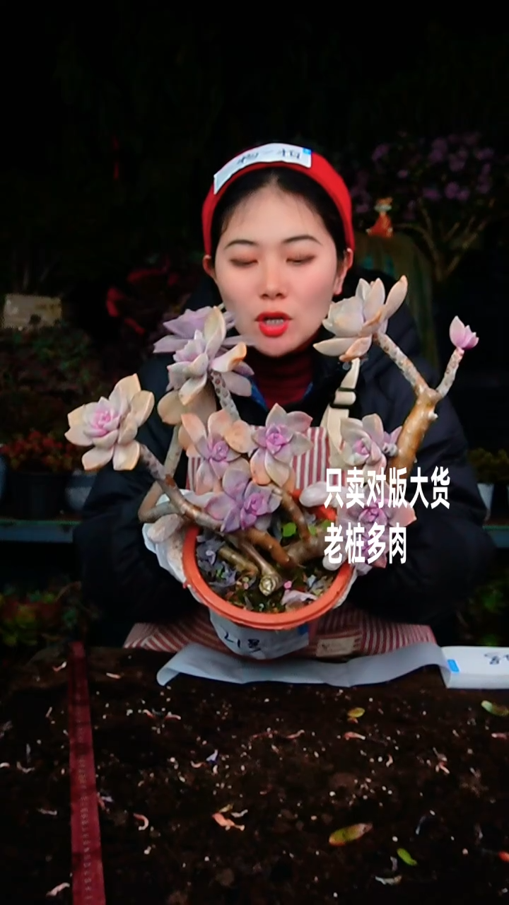 【闪购商品】21号紫乐