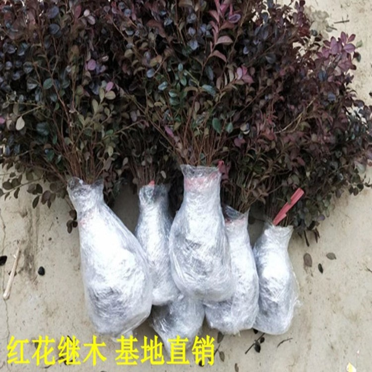 庭院红花檵木苗 红花继木苗 工程绿化袋苗 红桎木 红花 继木树苗