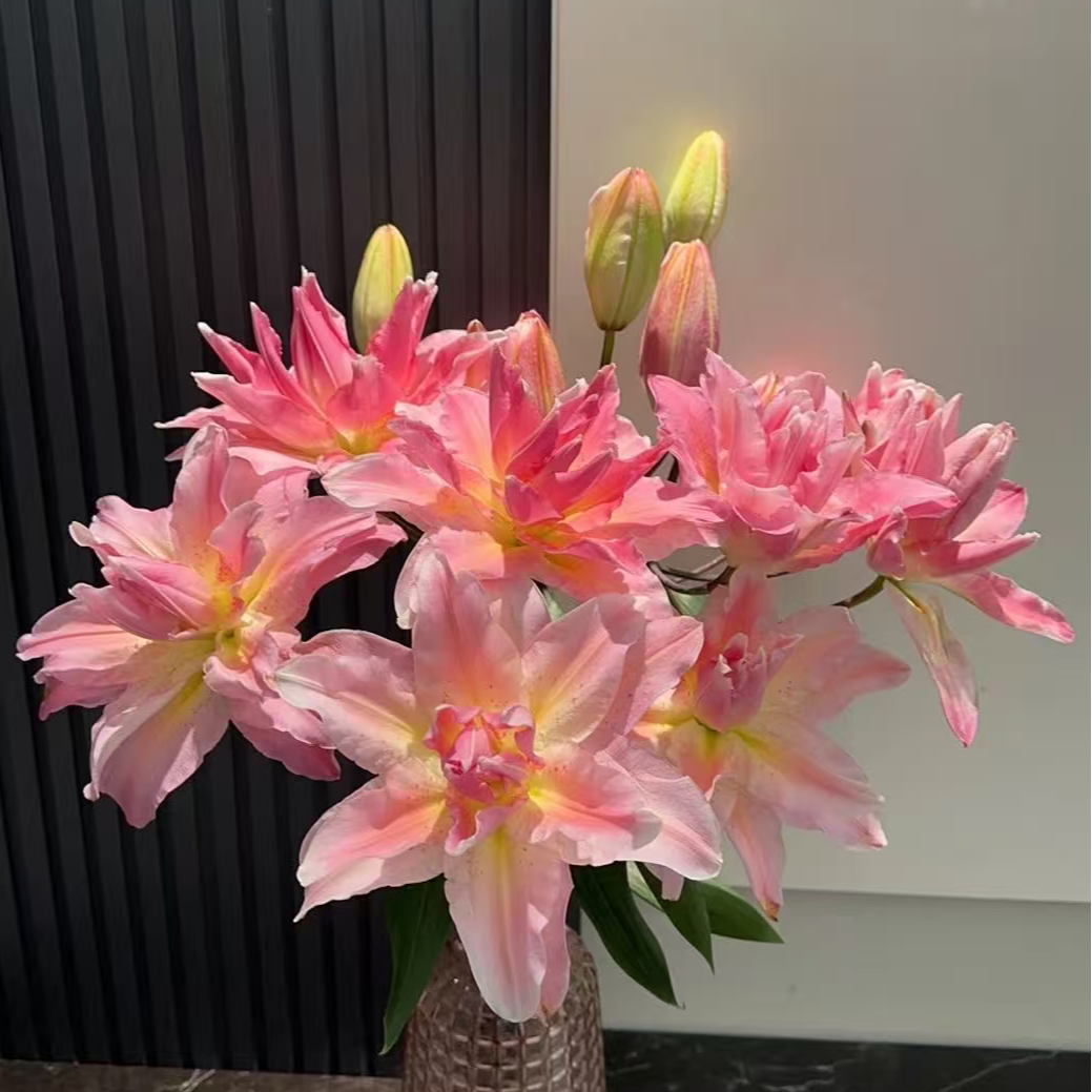 乔乔花屋 1球幸运爱神15/17cm香水重瓣百合种球 不带盆土现货