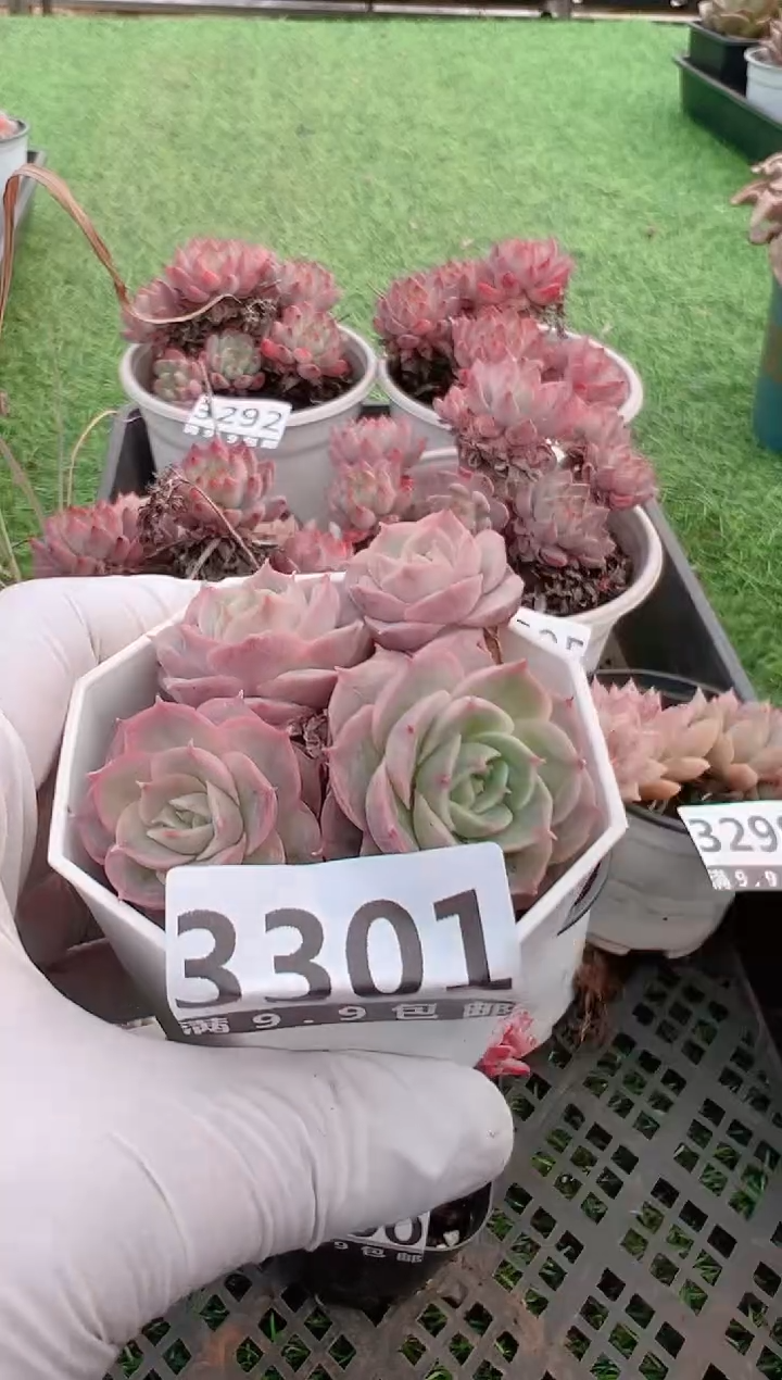 【闪购商品】信福多肉一物一拍