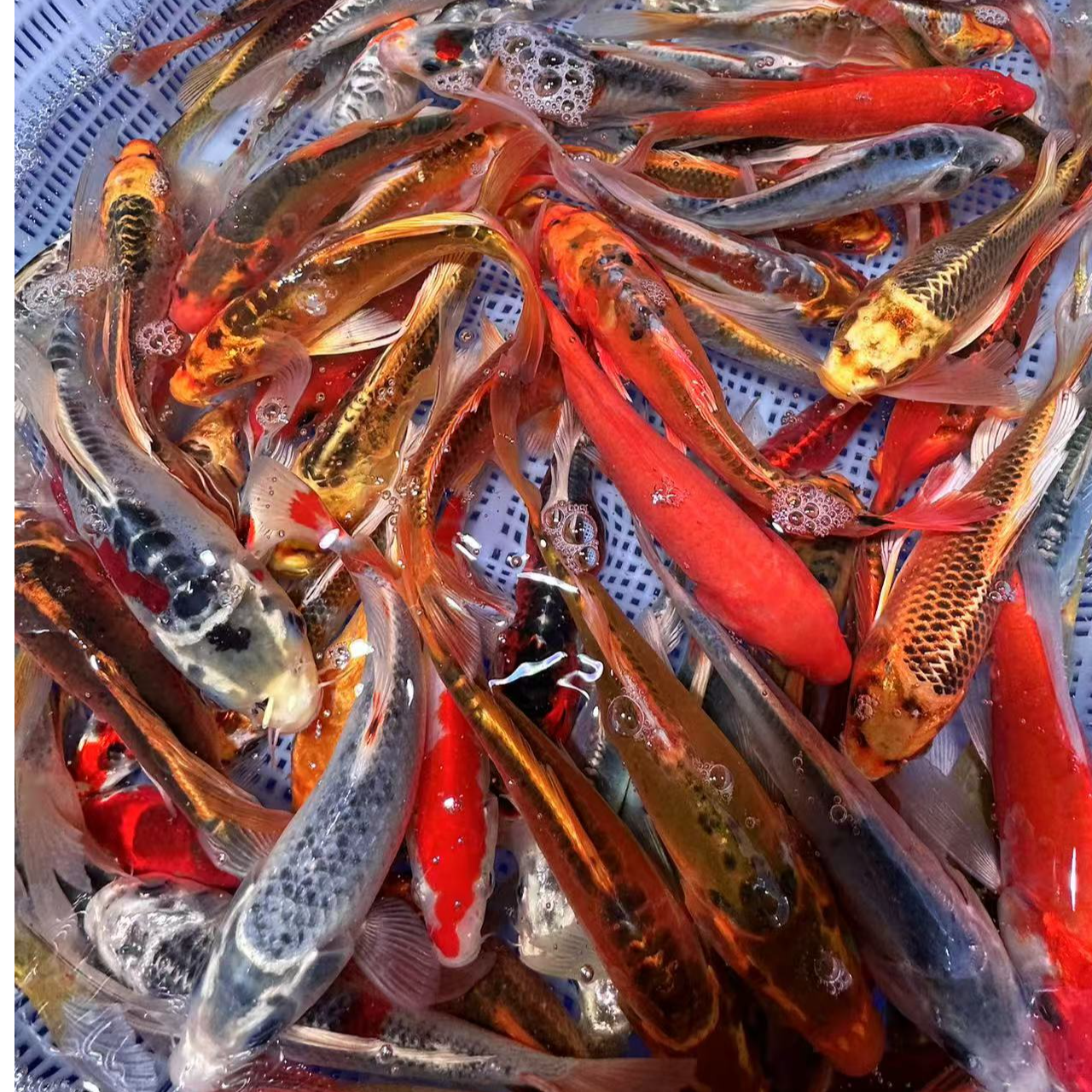 精品德系锦鲤鱼 9-11公分 11尾好养温顺水族活体 全国包邮包损