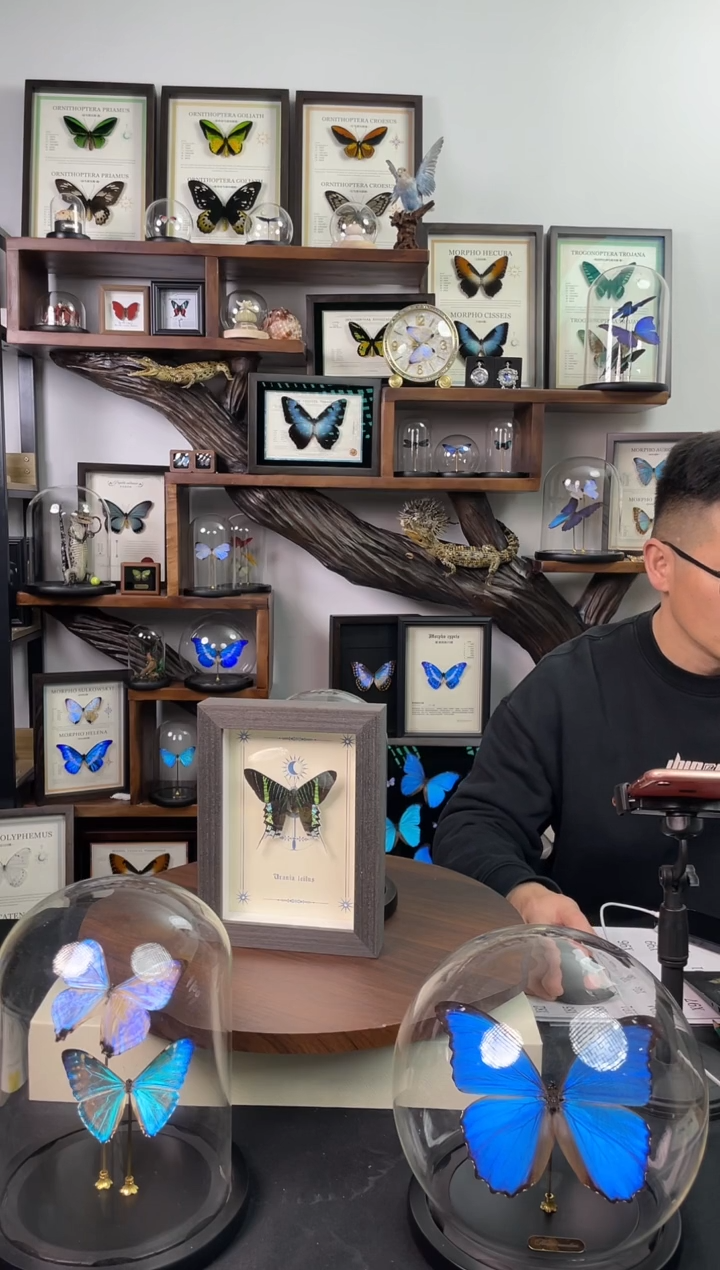 瓦*其月亮蛾-中号玻璃罩款