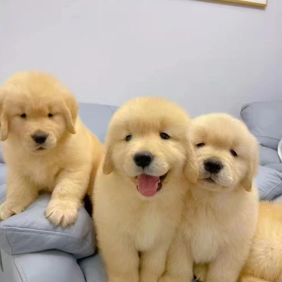 乌托邦金毛狗狗活体