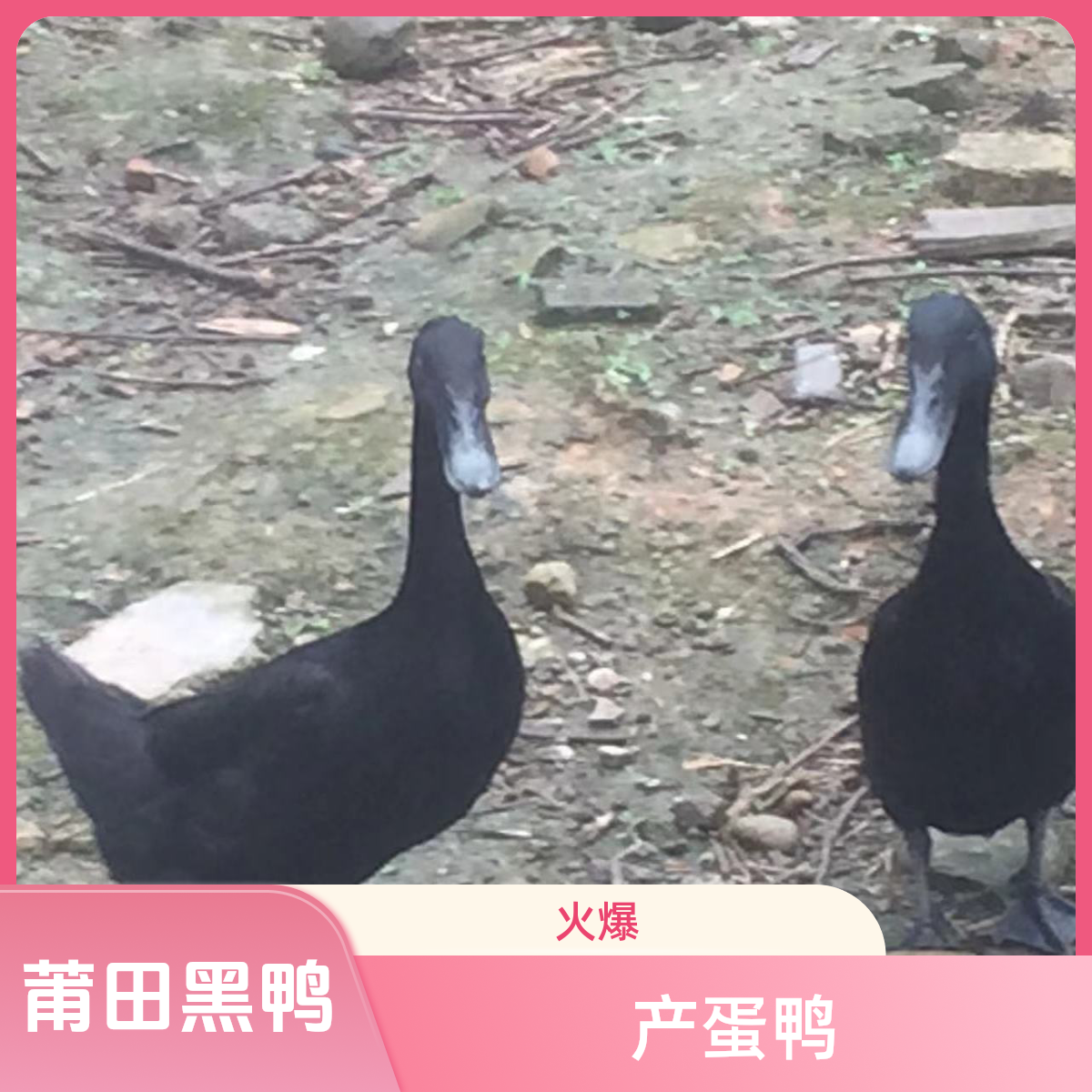 宠物鸭福建莆田黑鸭产蛋鸭顺丰包邮