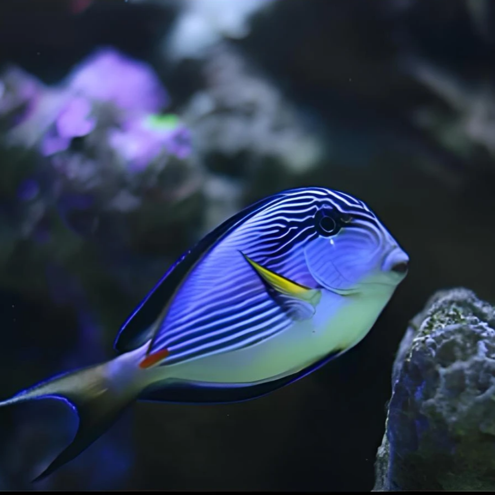 红海骑士海水鱼售后需拍开箱视频（免包装费）