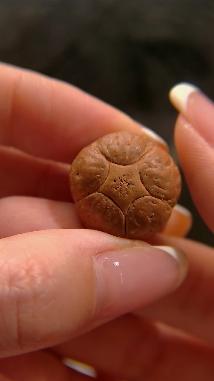 【闪购商品】凤眼菩提手串30号五星