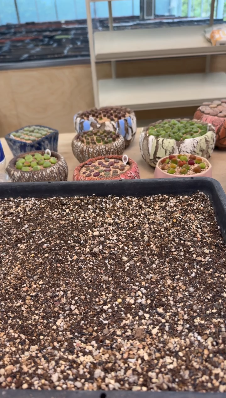 9-147多肉植物肉锥