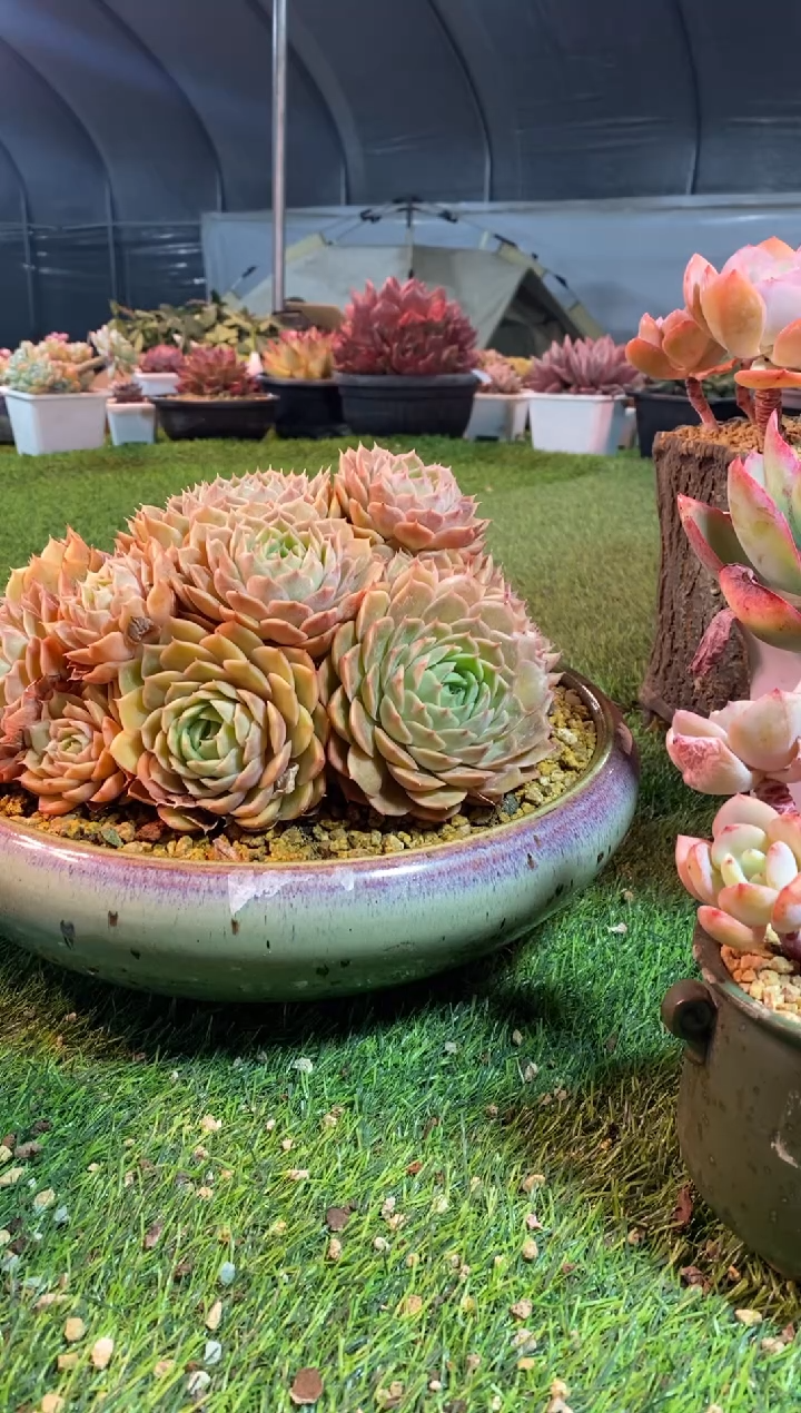 【闪购商品】0362a