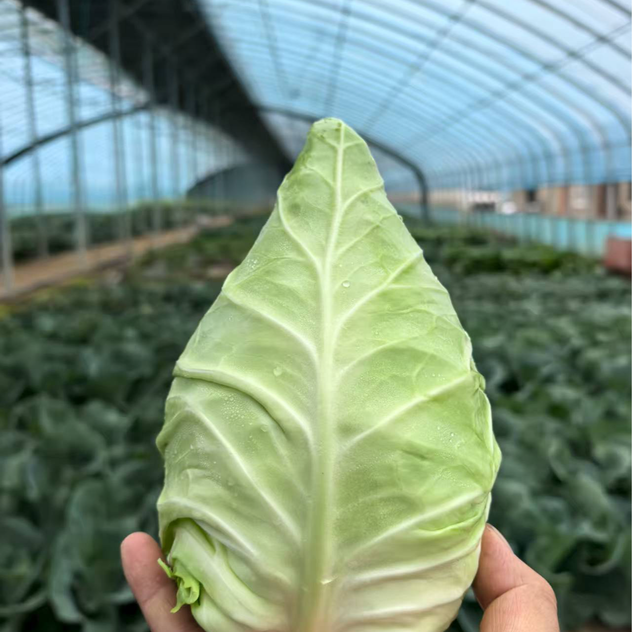 【青藏日记】有机小牛心甘蓝顺丰冷链包邮