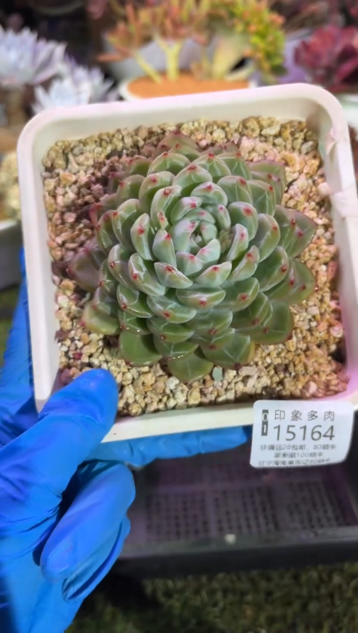 【闪购商品】15164