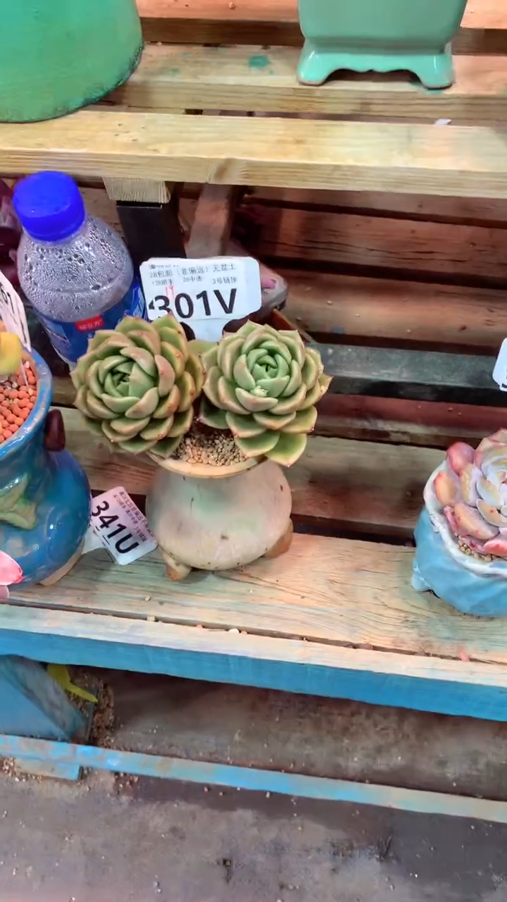 301V（一物一拍，精品多肉，w所见即所得 ）