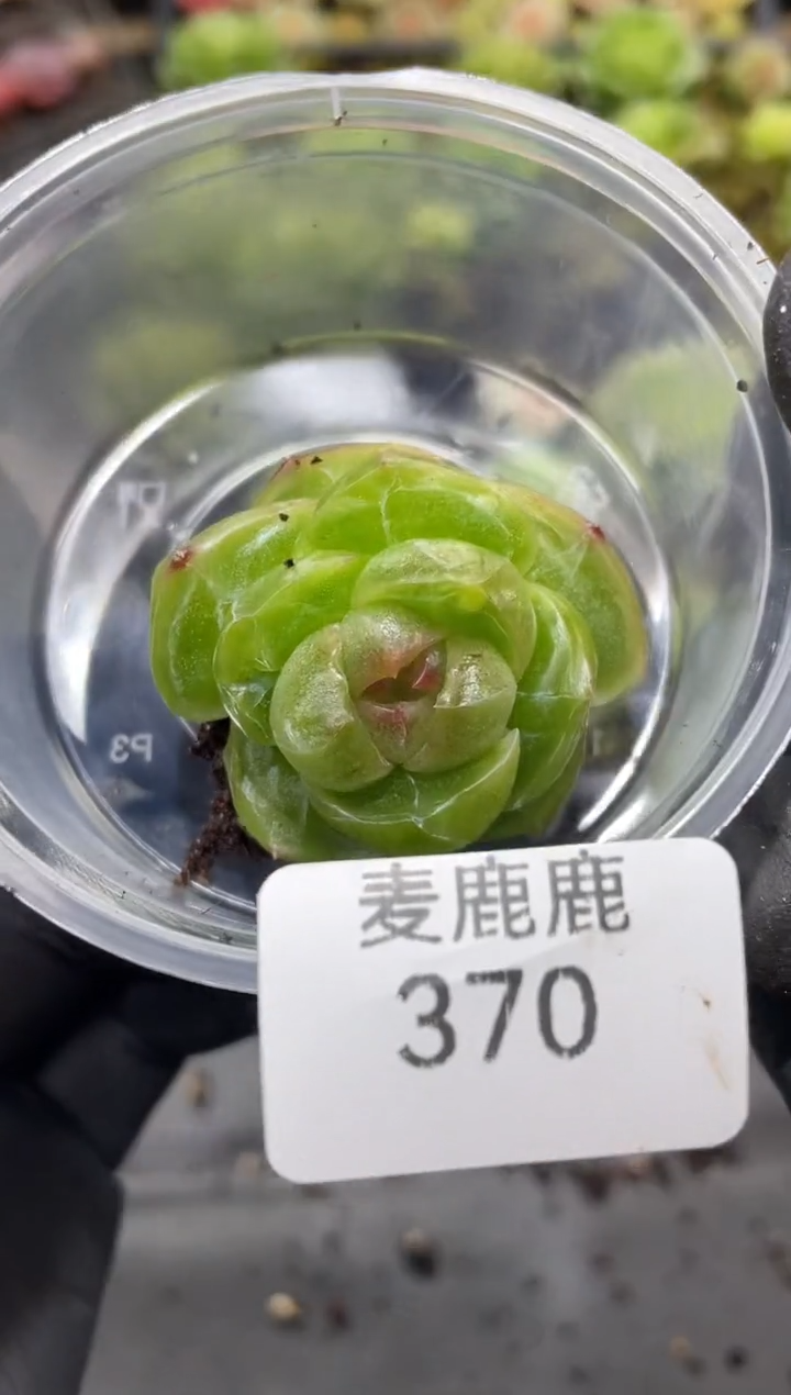 370孤品           