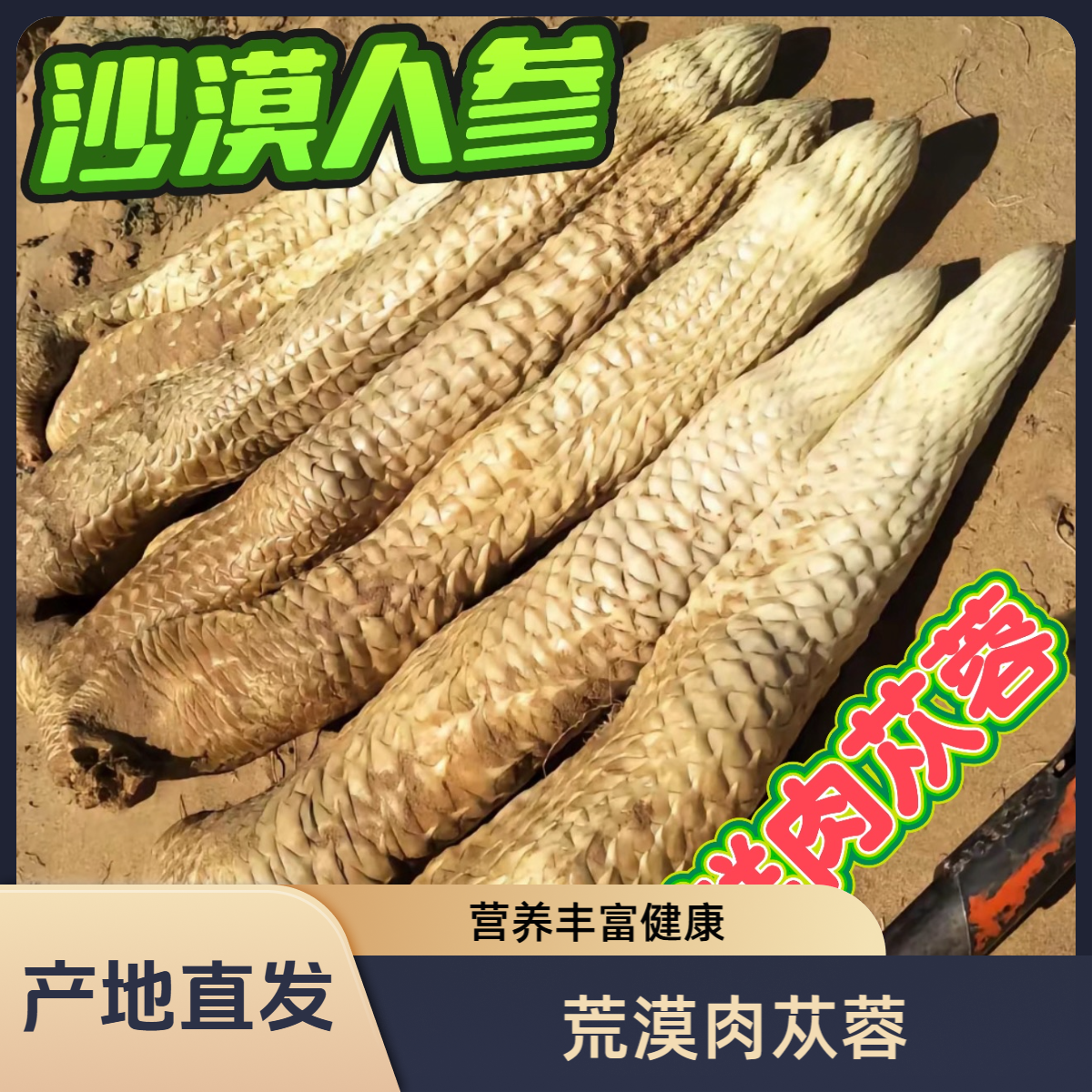 【荒漠肉苁蓉】新疆直发纯天然新鲜肉苁蓉可用于煲汤泡茶泡酒料