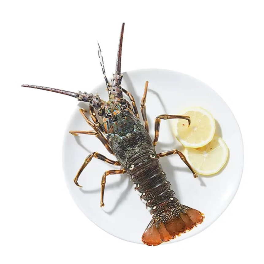 断氧特价-青龙仔-仅限直播间