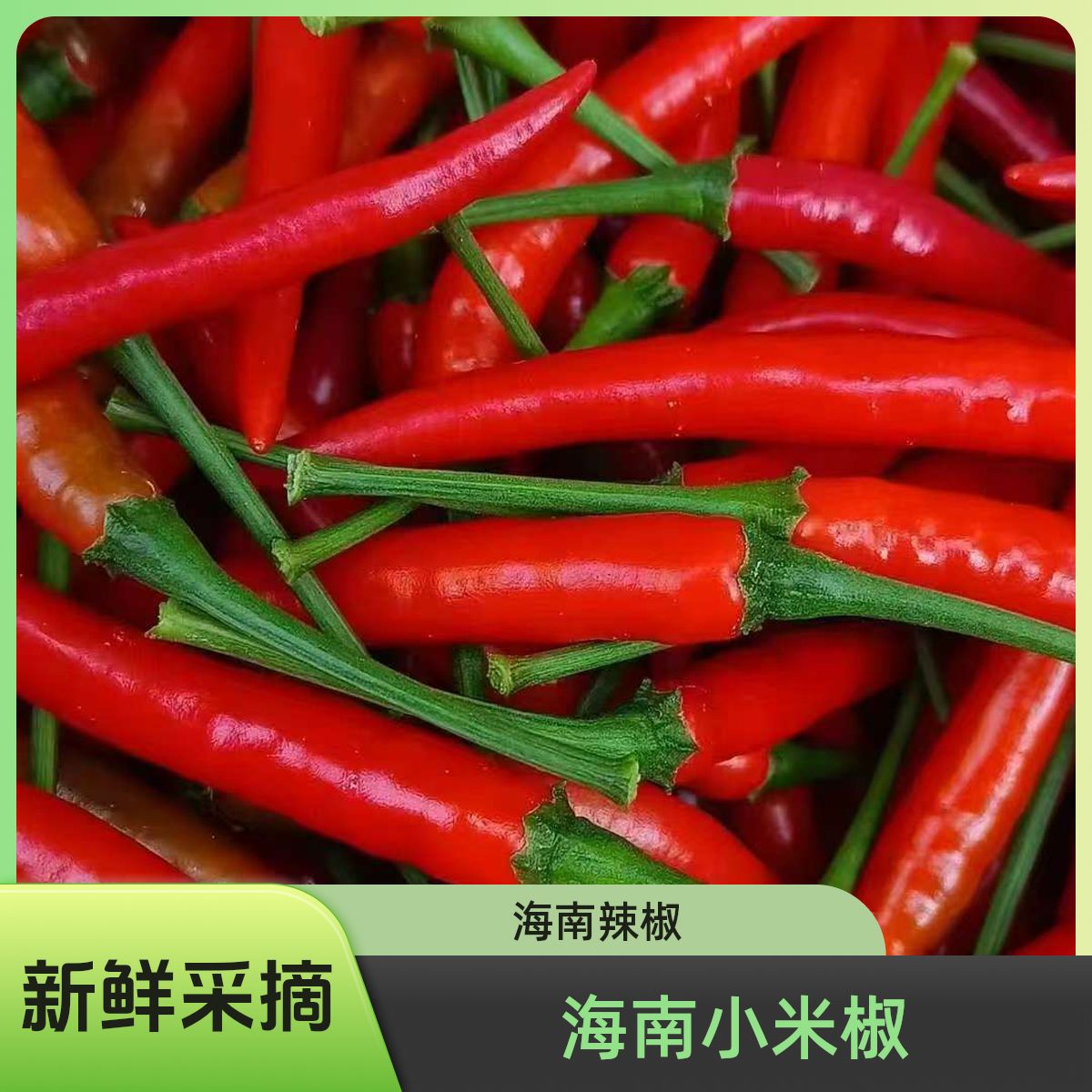 海南特辣爆辣香辣新鲜辣椒小米椒朝天椒现摘现发蔬菜批发调味料