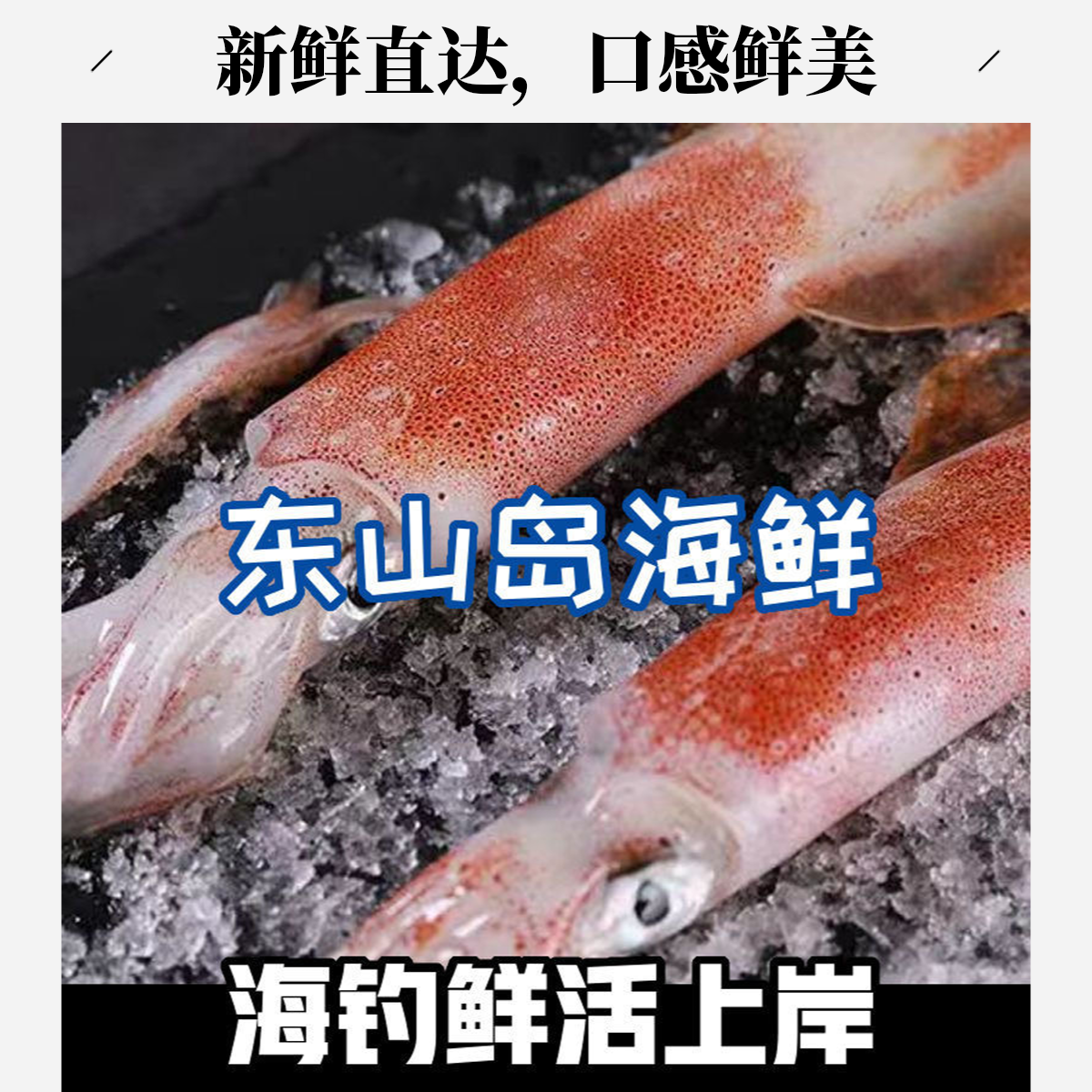 特大号手钓火箭鱿鱼新鲜鱿鱼可刺身级