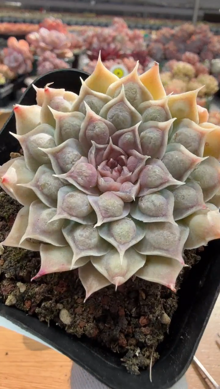 东云多肉园三店-51