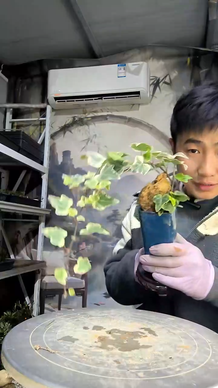 S****e中青园艺一物一拍花180