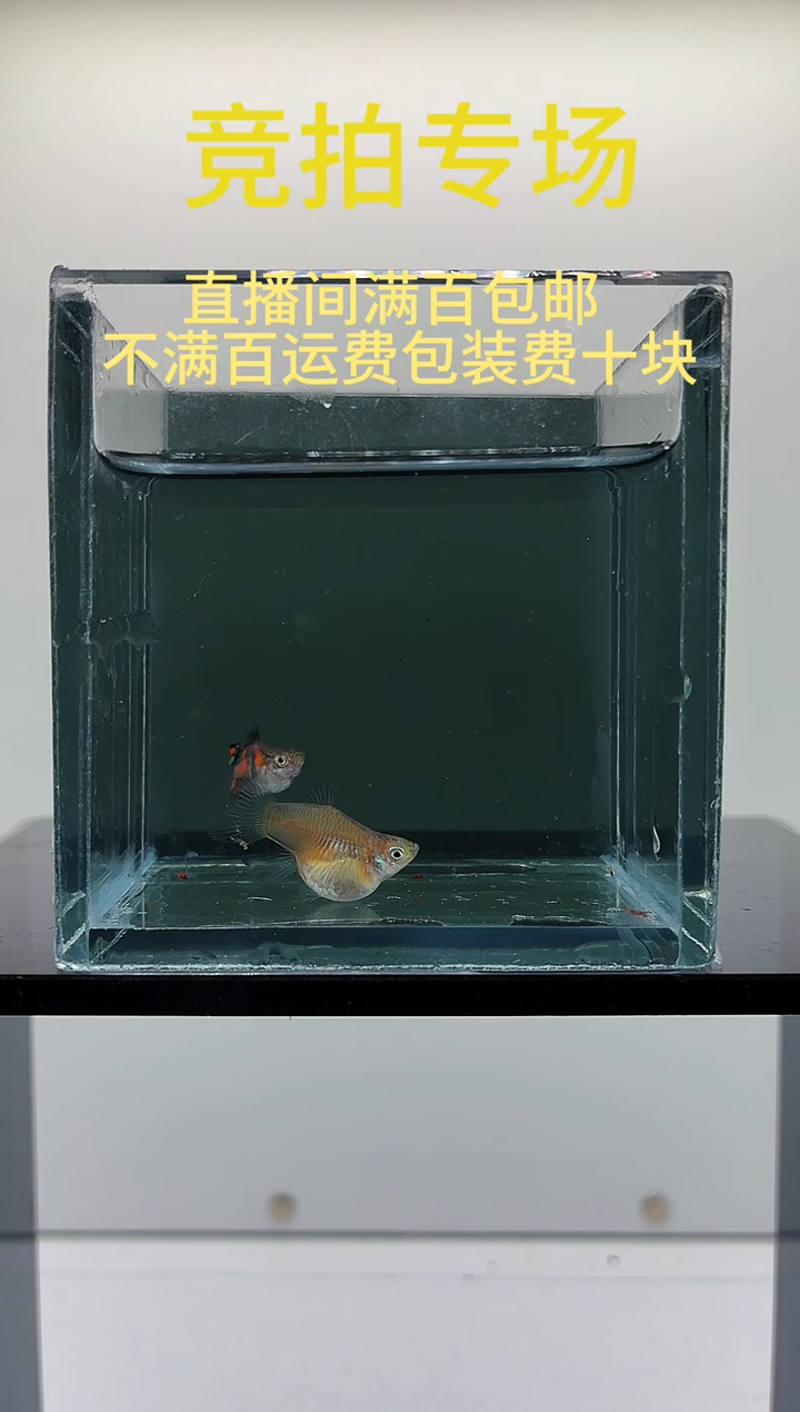 孔雀鱼安格拉斯双剑球-68