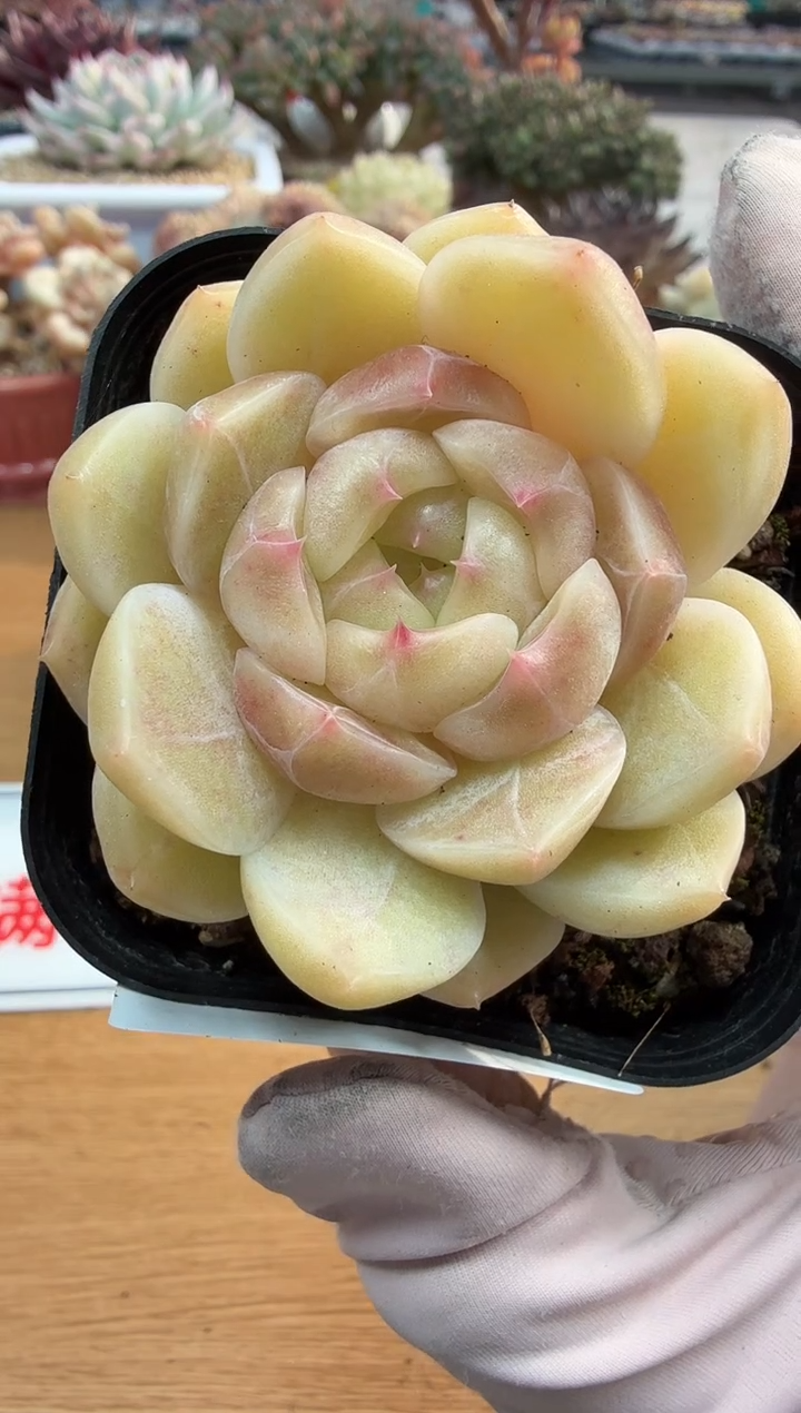 东云多肉园二店-215