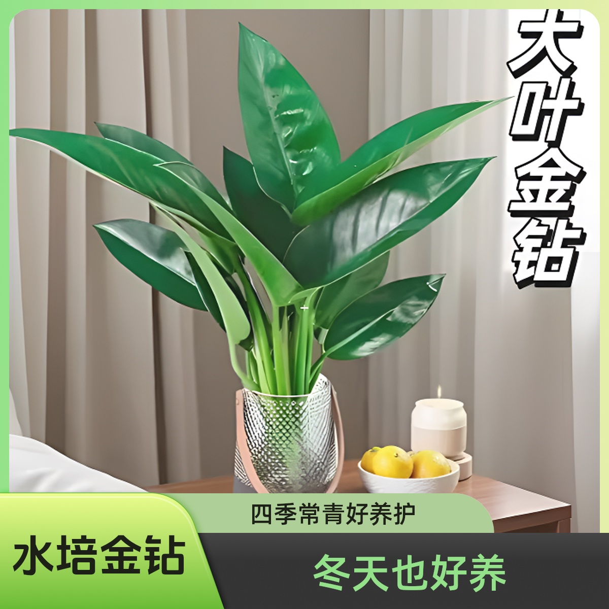 【买一送二】金钻水培植物盆栽大叶绿公主室内桌面净化空气水养绿植