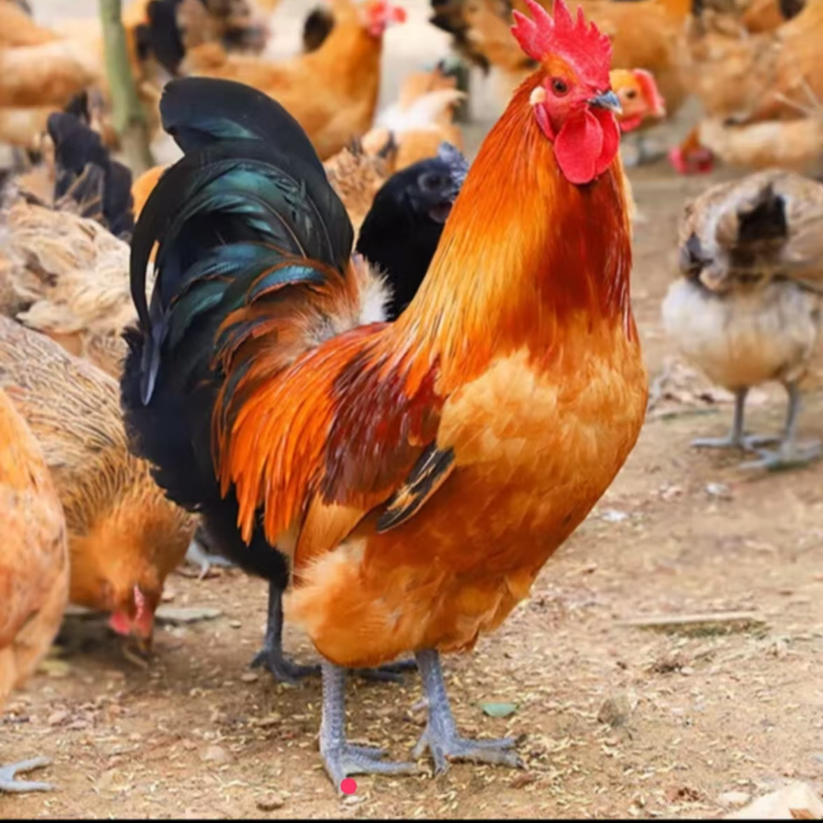 正宗农家散养大公鸡【两只装】公鸡整只 新鲜现杀  顺丰包邮