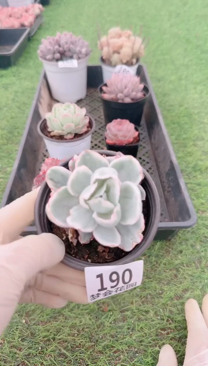 【闪购商品】梦会多肉一物一拍