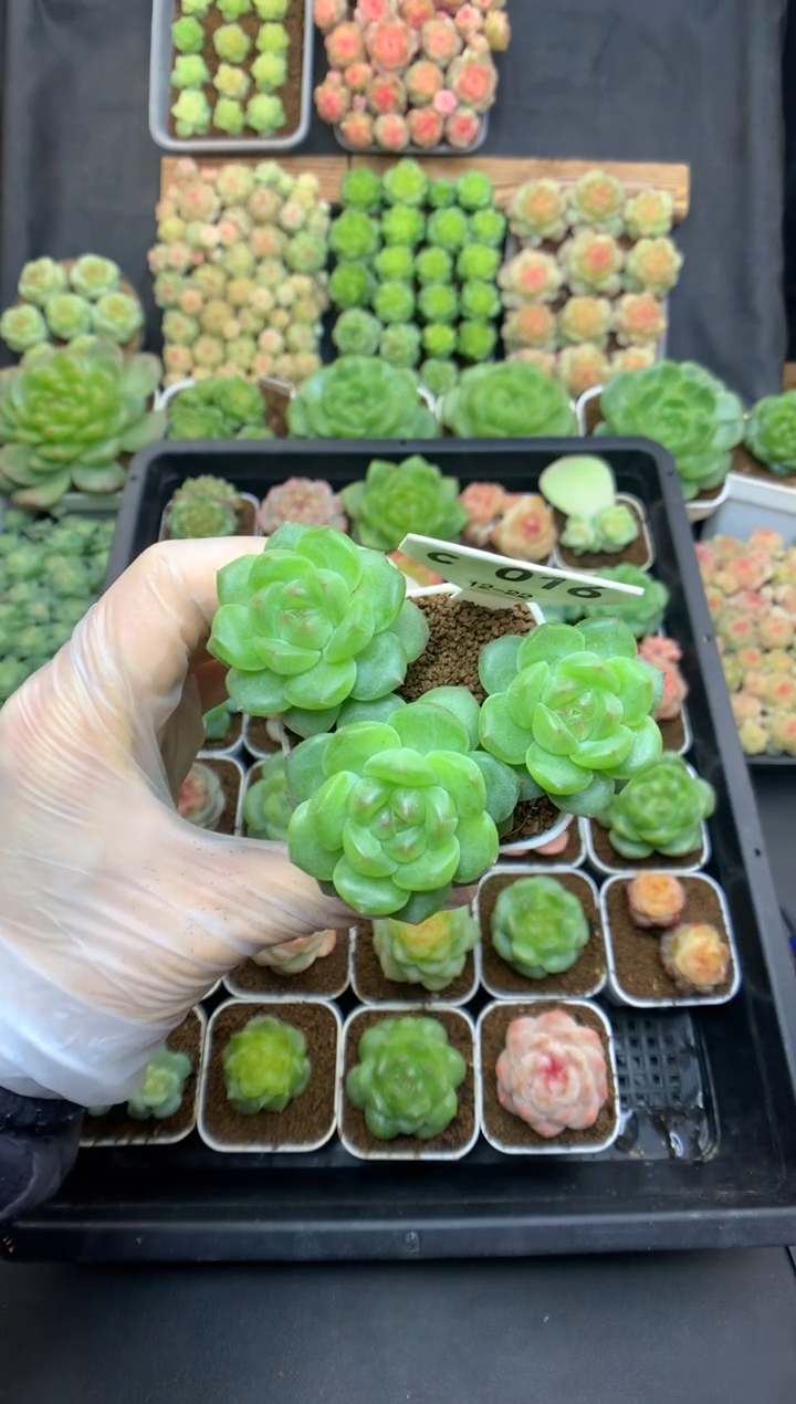 c016 蓝鸢尾花的专拍 遥遥珍妮 169