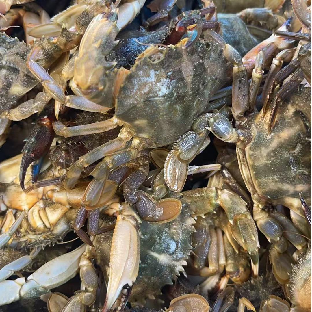 当日海捕花盖蟹3斤（小）【保鲜不保活】（部分断腿嫌小勿拍）